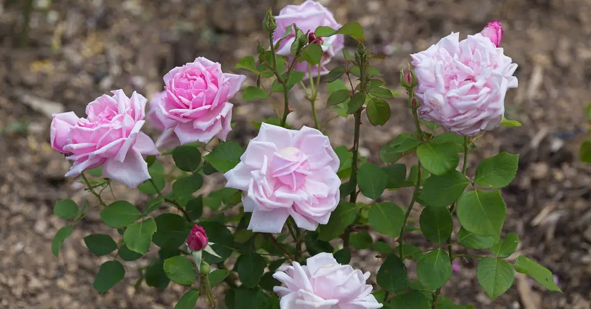 Jak ukorzenić róże? Poznaj niezawodne sposoby!