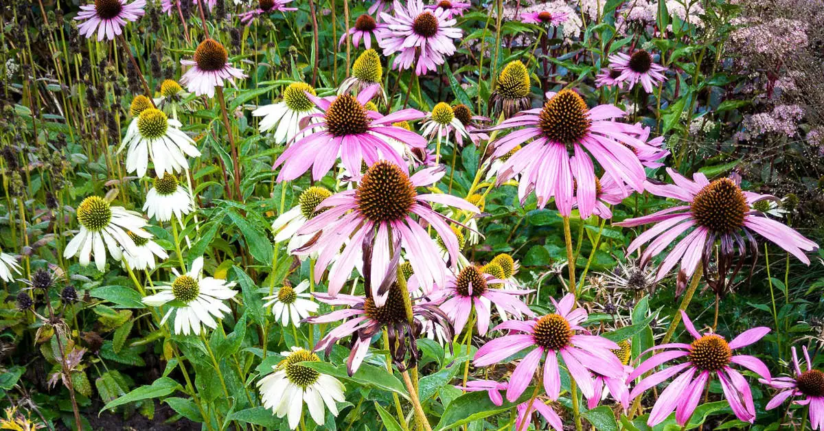 Kiedy siać jeżówki i na co zwracać uwagę?