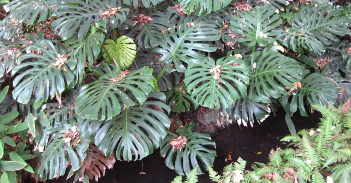 Kiedy monstera płacze i dlaczego tak się dzieje?