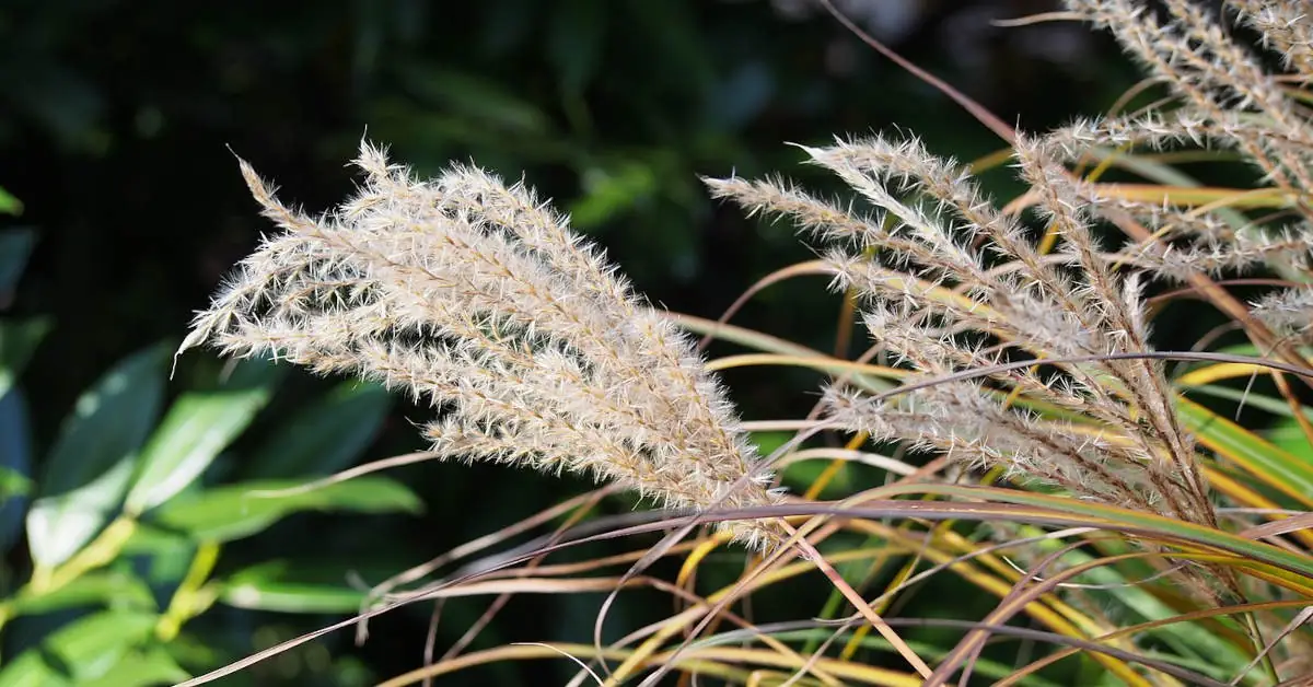 Kiedy przesadzać trawy ozdobne w ogrodzie?