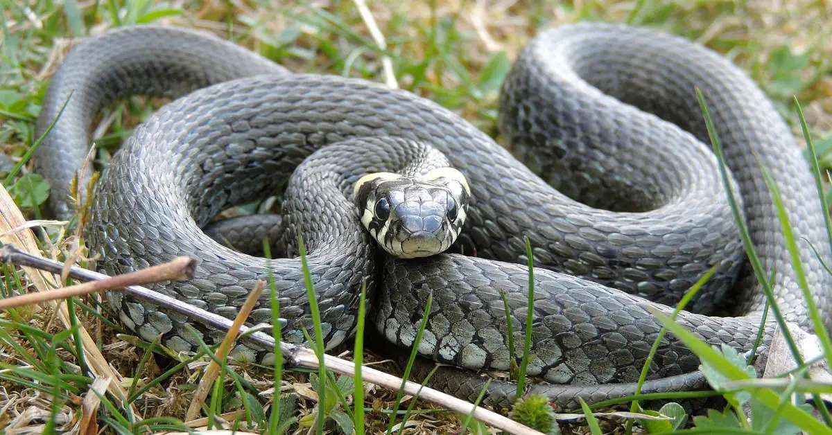 Zaskroniec a padalec – jak odróżnić te zwierzęta?