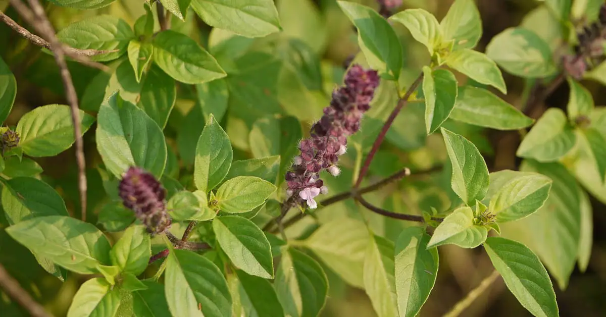 Bazylia w doniczce – uprawa i pielęgnacja