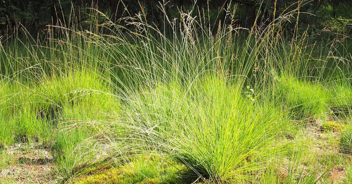 Z czym łączyć trawy ozdobne w ogrodzie?