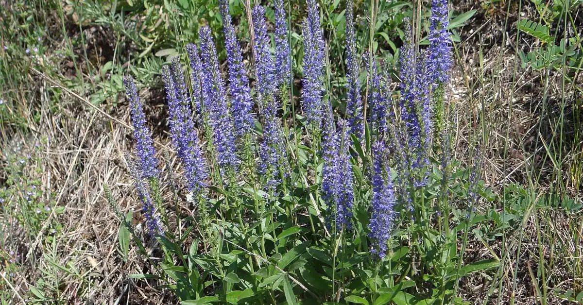 Przetacznik kłosowy – uprawa i pielęgnacja