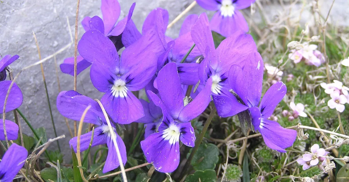 Fiołek alpejski – pielęgnacja w domu