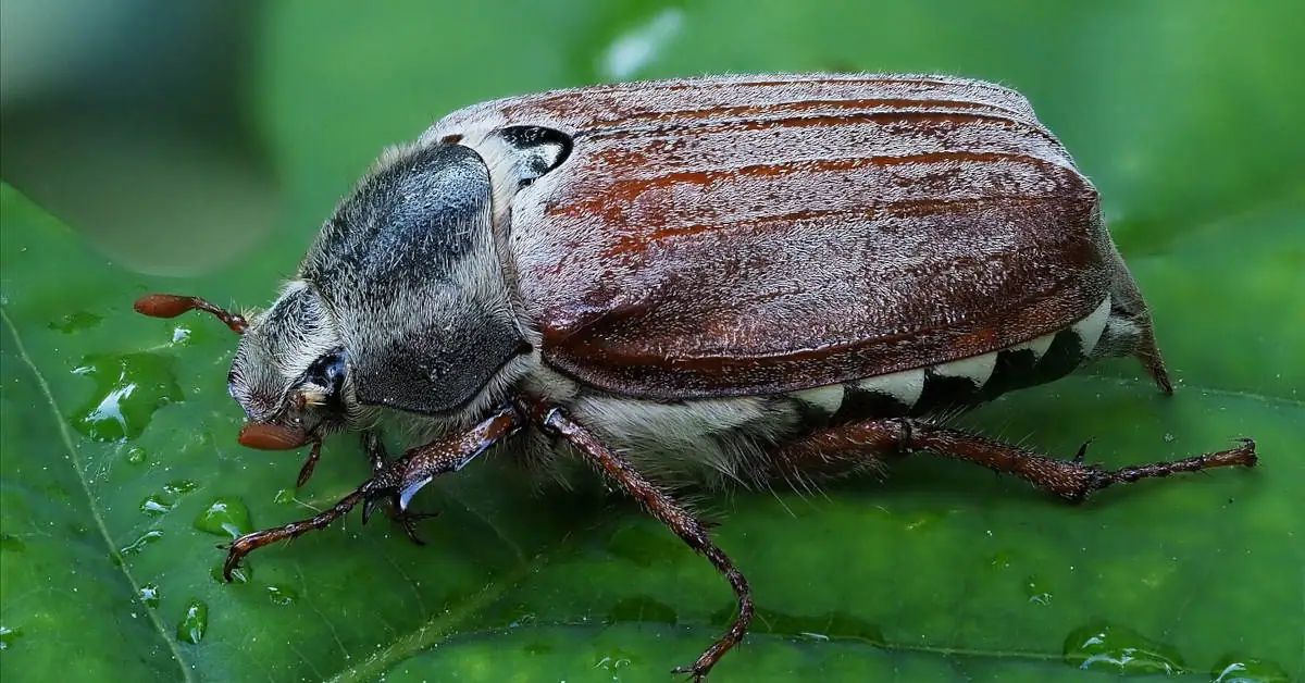 Czy chrabąszcze gryzą? Obalamy powszechne mity!