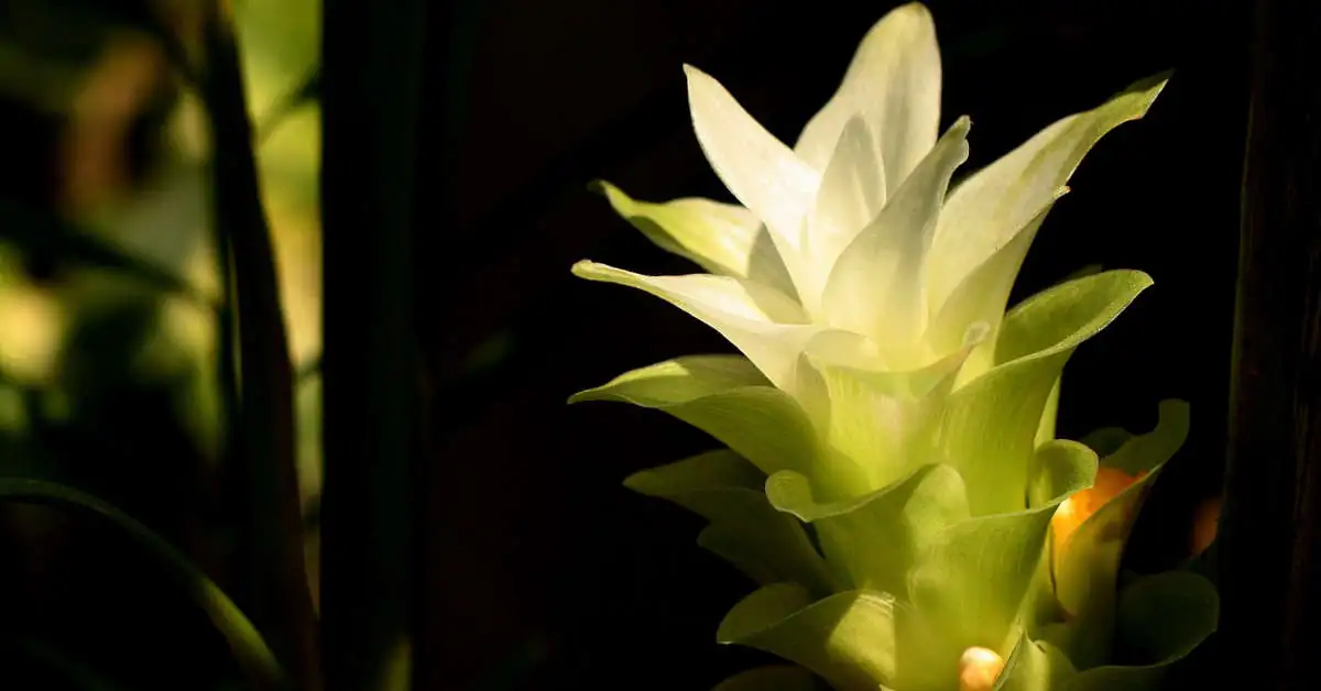 Kurkuma (kwiat doniczkowy) – uprawa, pielęgnacja