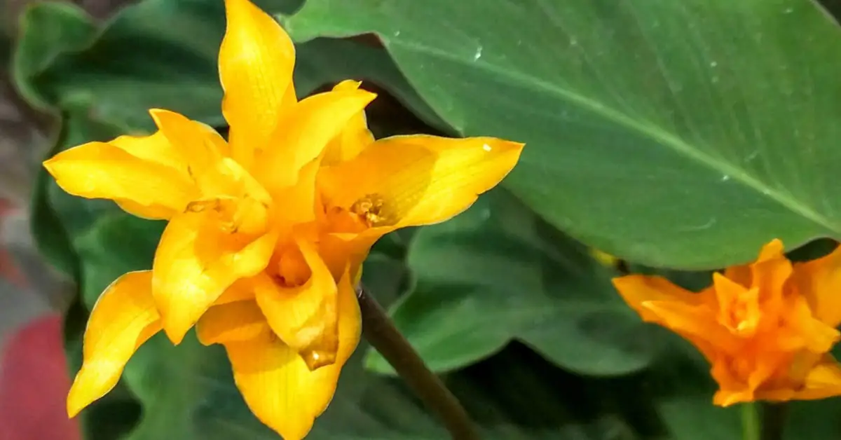 Calathea crocata – uprawa i pielęgnacja