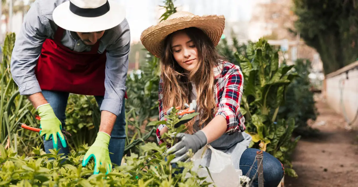 Co siać w sierpniu? Poradnik ogrodnika