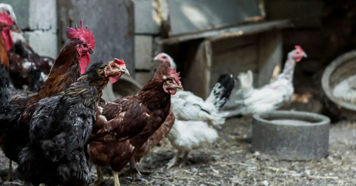 Kurnik na 30 kur – projekt i budowa krok po kroku