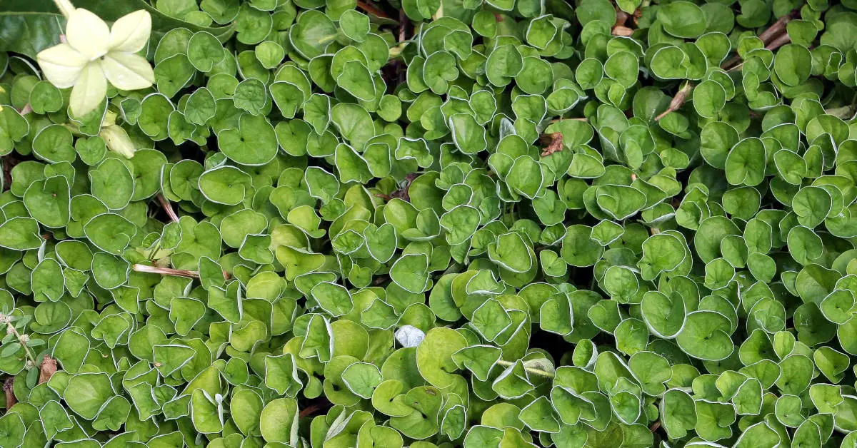 Dichondra – kompozycje i nasze inspiracje