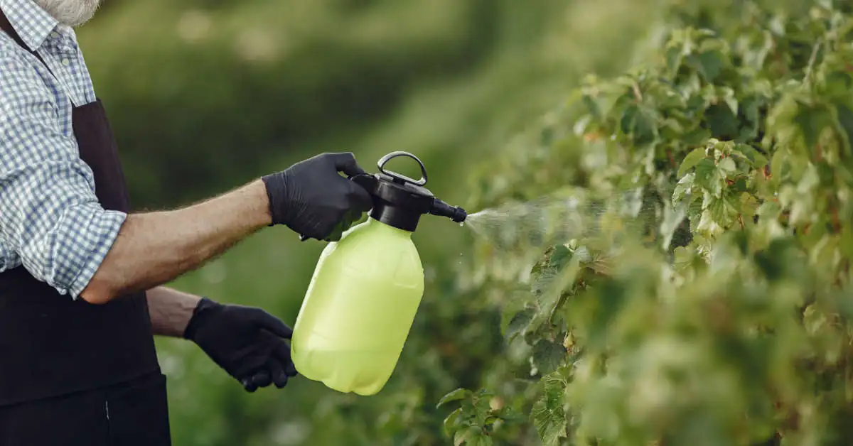 Dursban 480 EC – dawkowanie, stosowanie