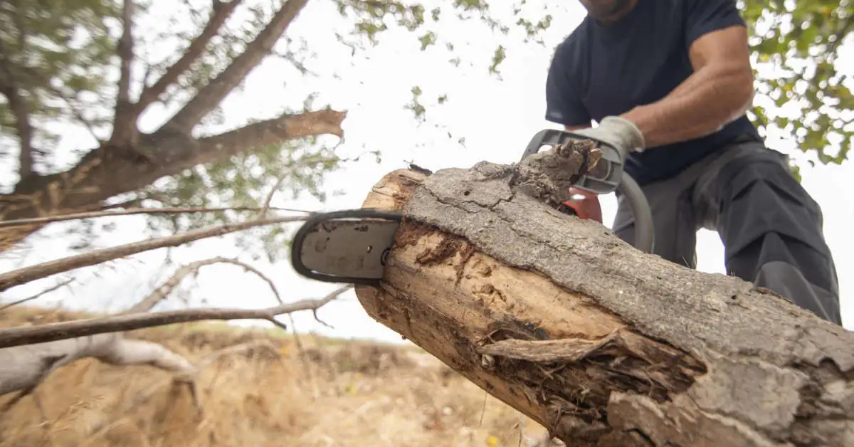 Wycinka drzew – cennik 2025/2026