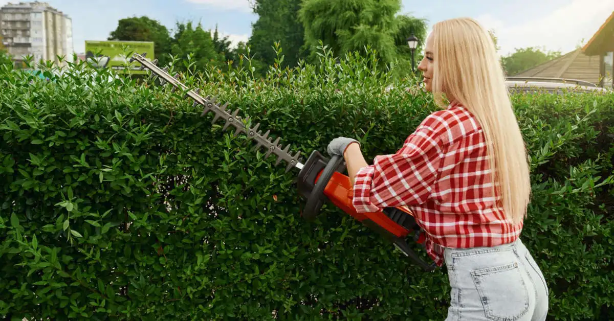 Niewymagające rośliny na żywopłot – co wybrać?