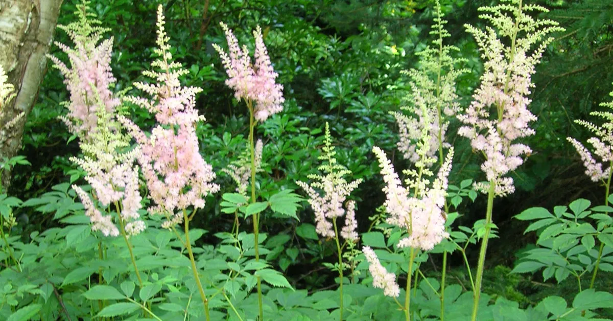 Dlaczego tawułki usychają? Jak temu zaradzić?