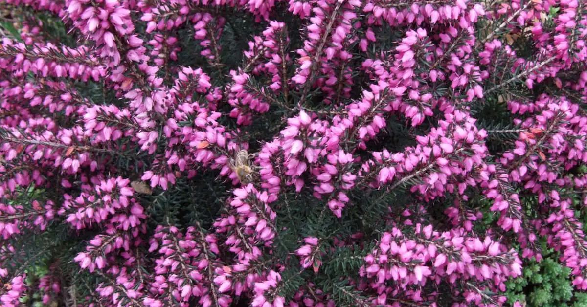 Wrzos a wrzosiec – jakie są różnice?