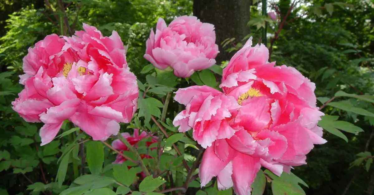 Kiedy ścinać liście piwonii?