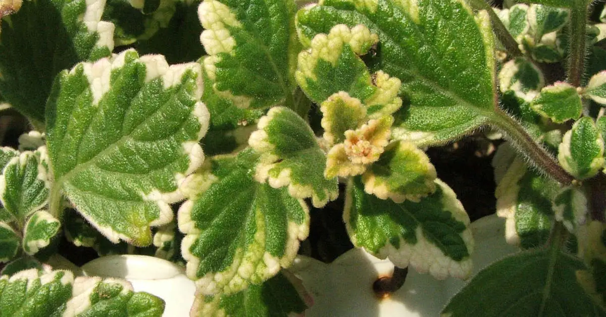 Czy komarzyca jest wieloletnia?