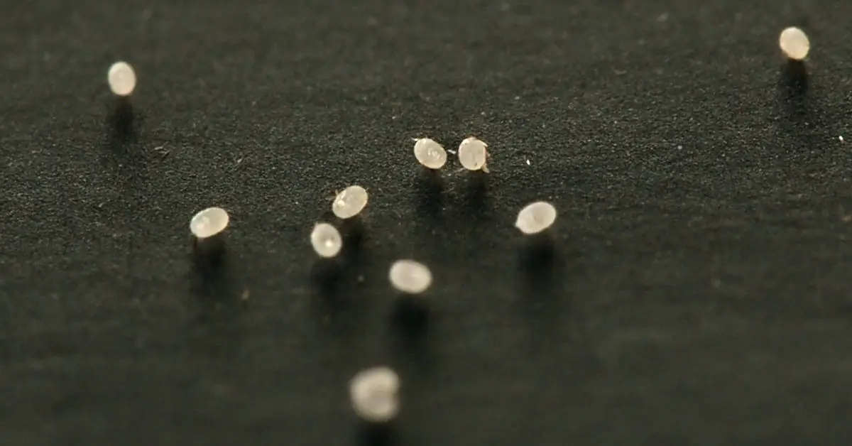 Jaja moli spożywczych – jak wyglądają?