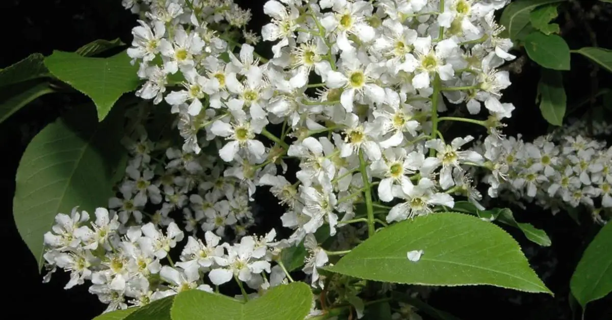 Jak wygląda czeremcha? Cechy szczególne rośliny