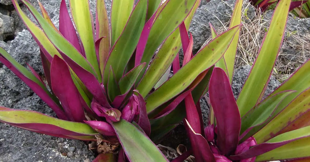 Reo meksykańskie – uprawa i pielęgnacja