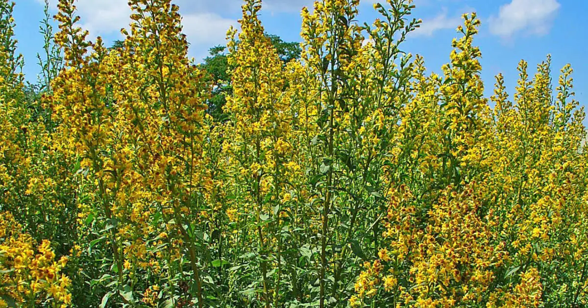 Nawłoć pospolita a kanadyjska – różnice w uprawie i wyglądzie