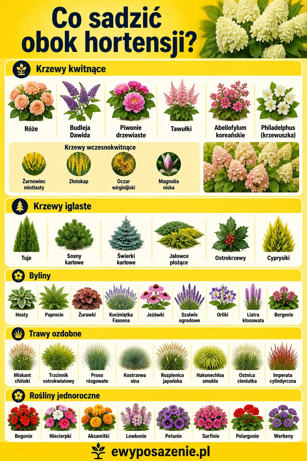 Co posadzić obok hortensji bukietowej infografika