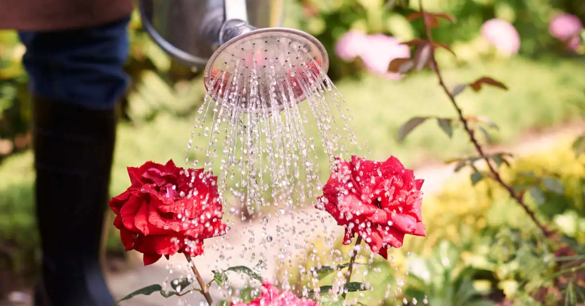 Czego nie podlewać drożdżami?