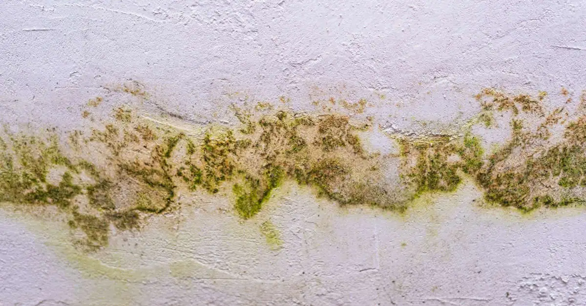 Pleśń na ścianie – przyczyny, zwalczanie, zapobieganie