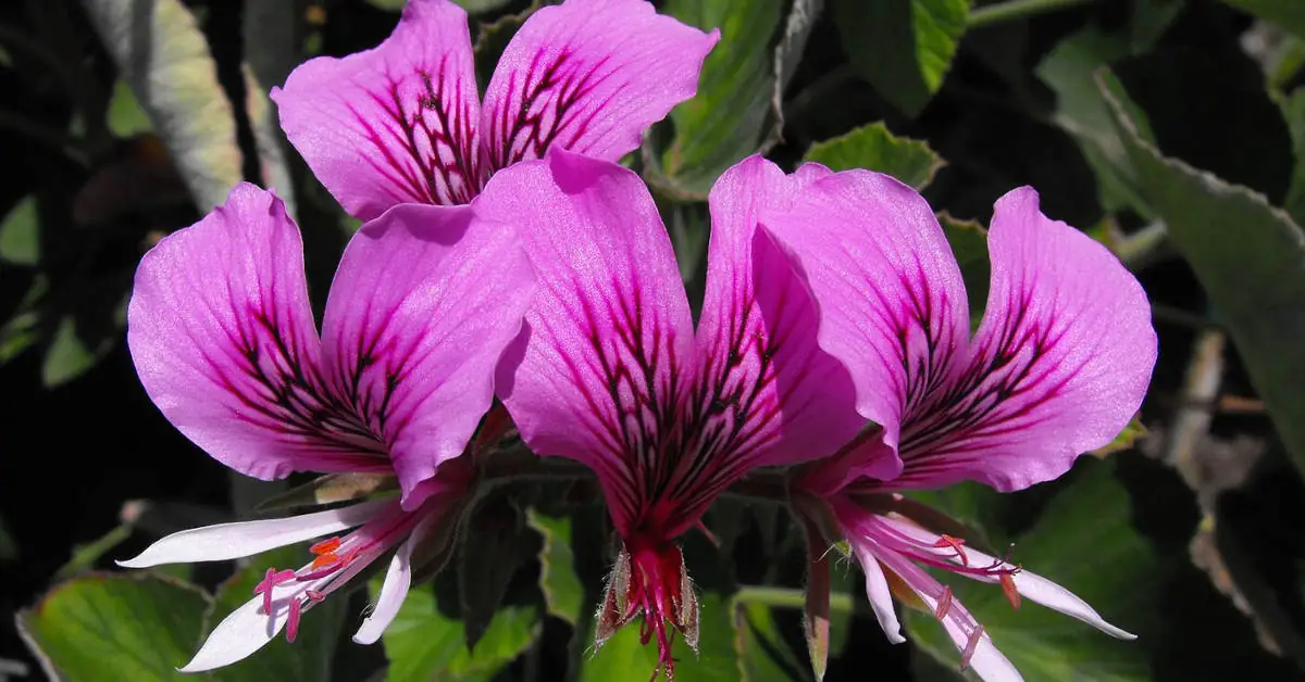 Domowe sposoby na choroby pelargonii