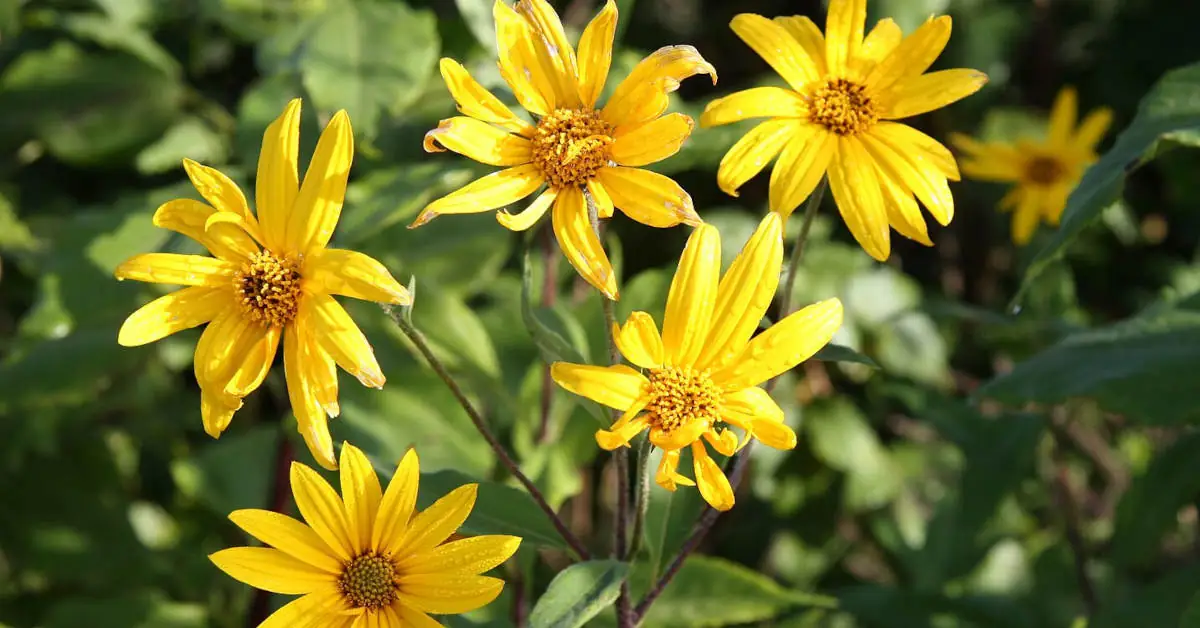 Topinambur – uprawa, pielęgnacja, zastosowanie