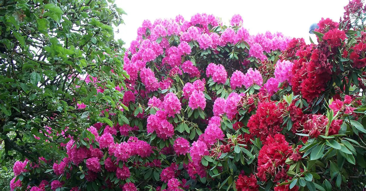 Azalia doniczkowa – uprawa i pielęgnacja