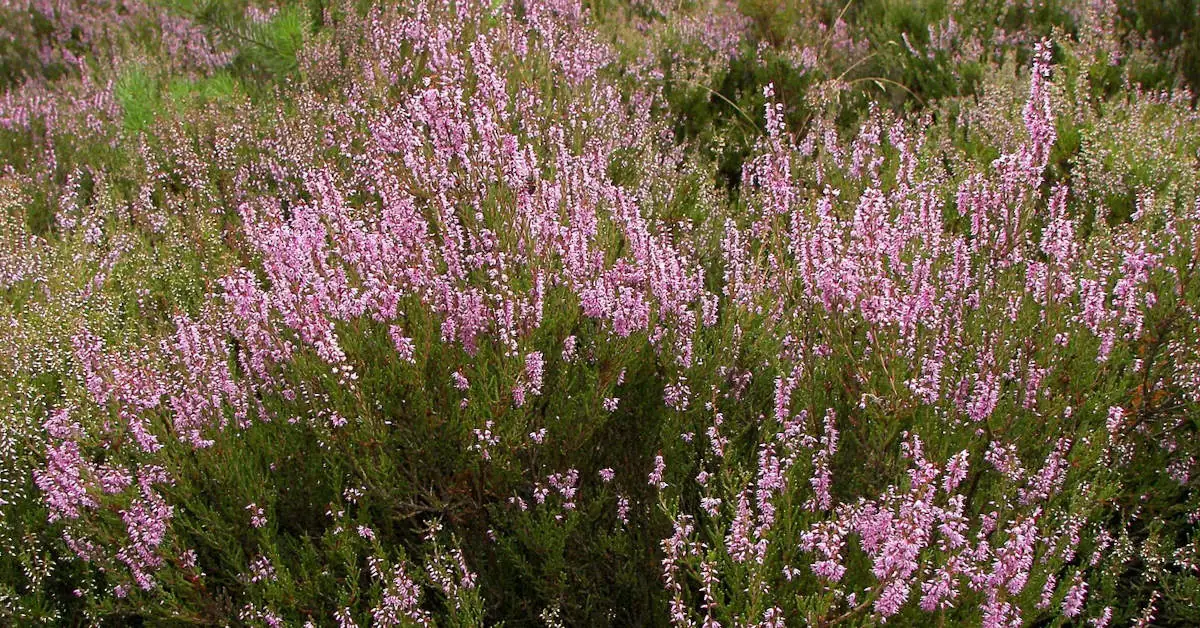 Jaka ziemia do wrzosów będzie najlepsza?