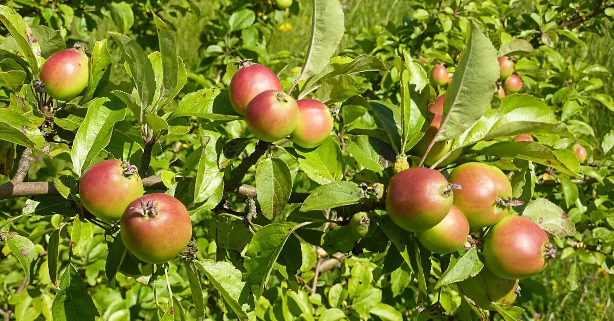 Wczesne odmiany jabłoni – wygląd i uprawa