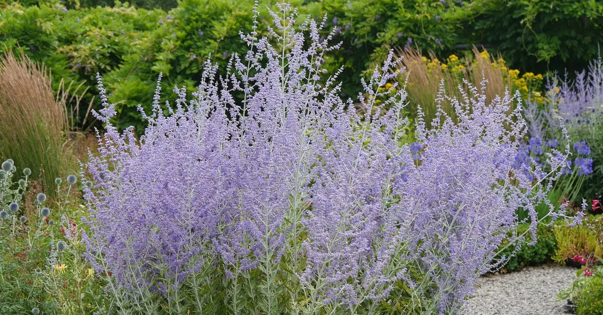 Kwiat podobny do lawendy – nasze pomysły