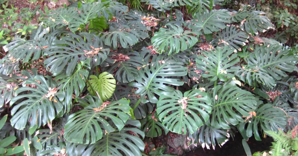 Jak ukorzenić monsterę? Poradnik eksperta