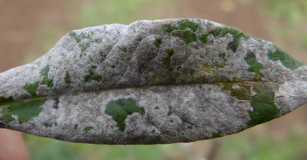 Biały nalot na mięcie – mączniak! Jak go zwalczyć?