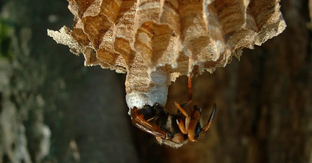 Jak znaleźć gniazdo szerszeni?