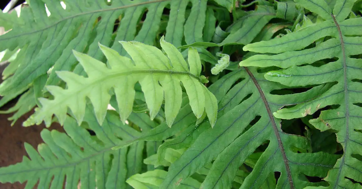 Jakie są odmiany paproci domowych?