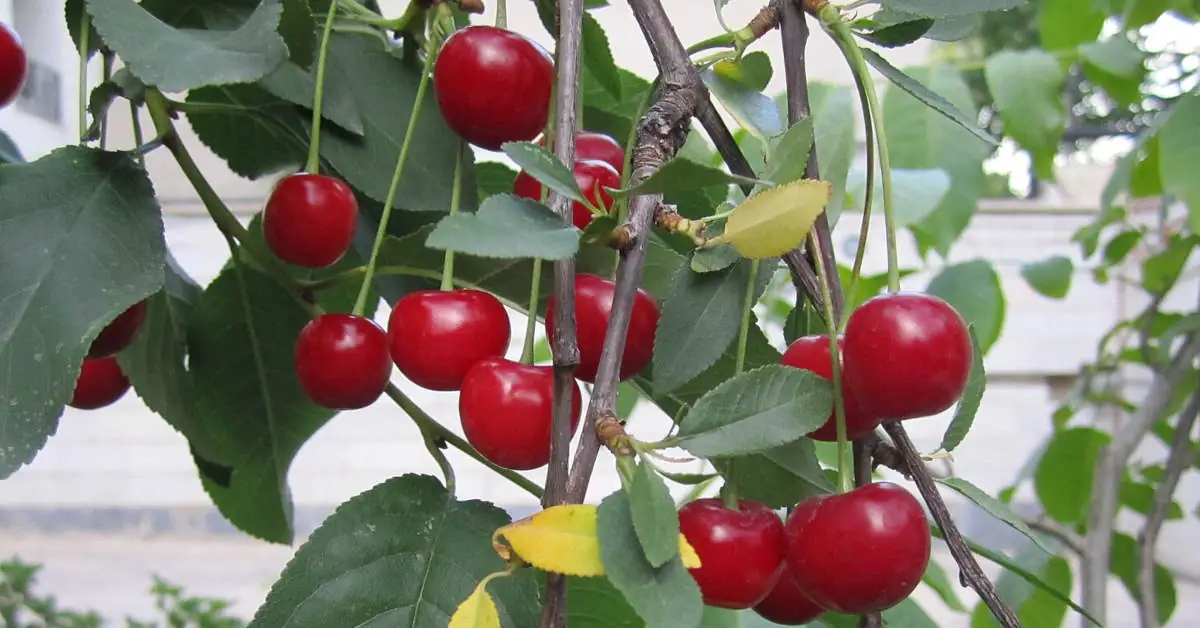 Kiedy i jak przyciąć czereśnie? Poradnik ogrodnika
