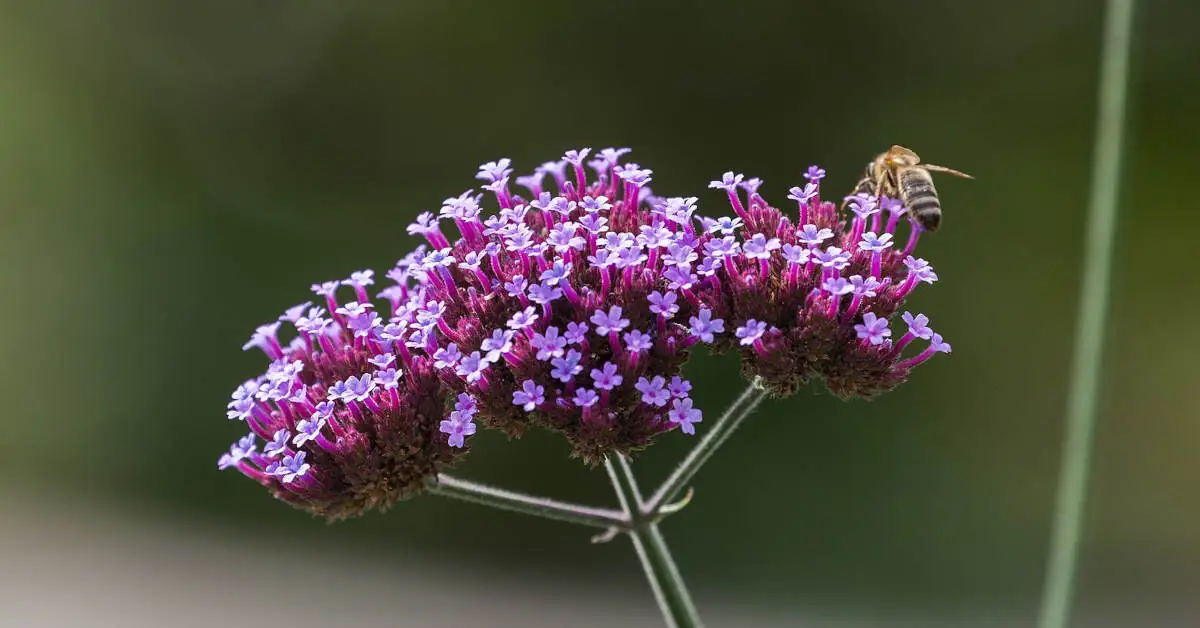 Werbena patagońska – uprawa i pielęgnacja
