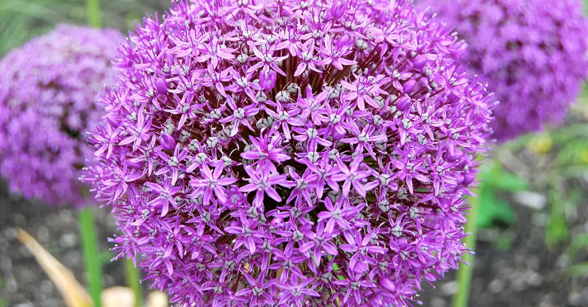 Czy czosnek ozdobny trzeba wykopywać?