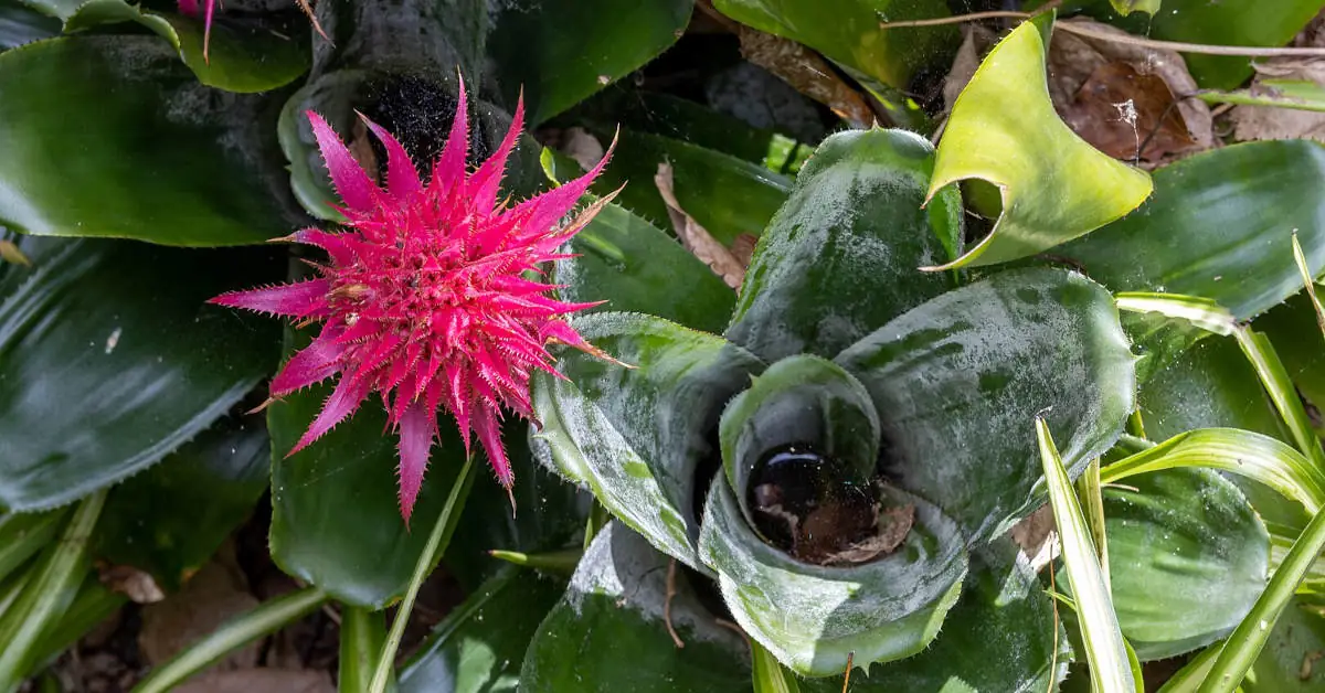 Aechmea primera – uprawa i pielęgnacja