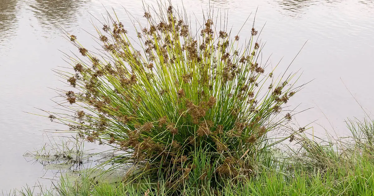 Sit spiralny – uprawa w domu