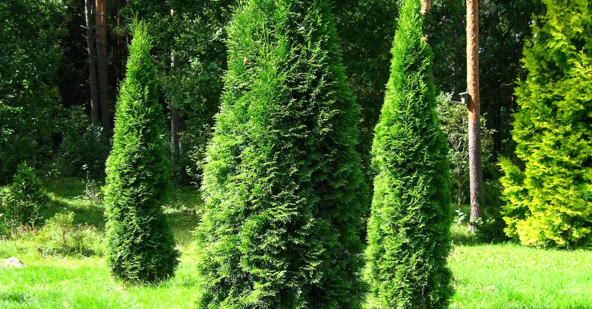 Drastyczne cięcie tui – o ile można skrócić drzewko?