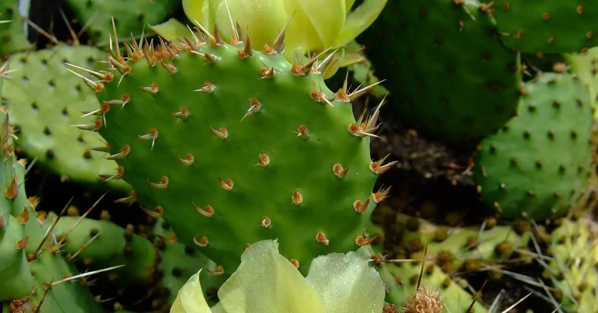 Jak podlewać kaktusy i na co uważać?