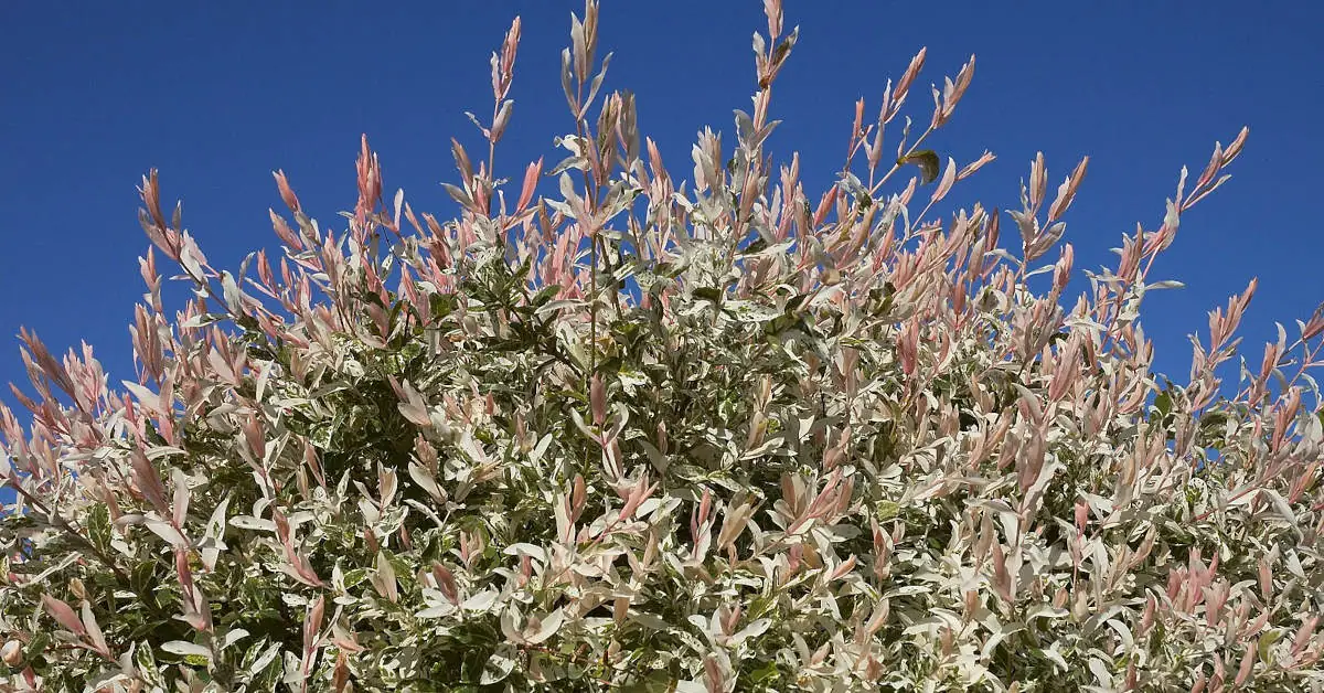 Wierzba hakuro – przycinanie