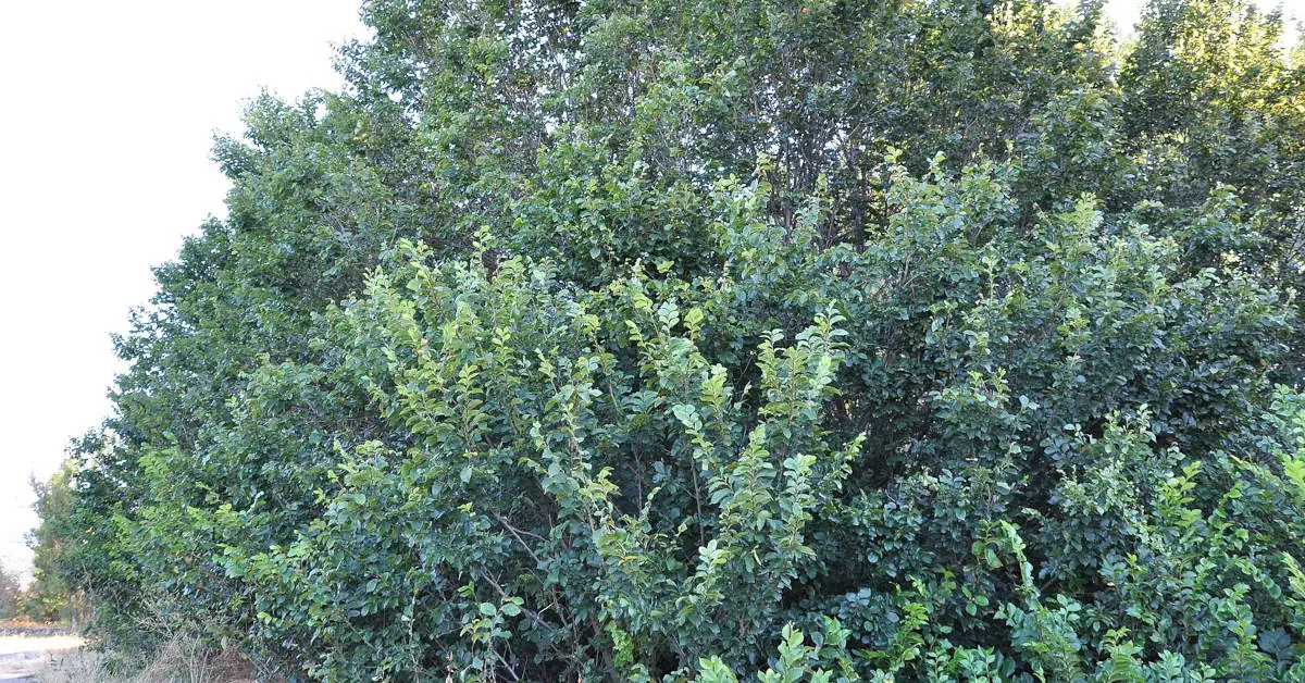 Wiąz turkiestanu na żywopłot – wady i zalety