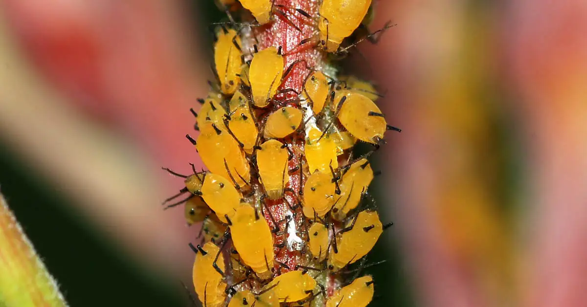 Czy mrówki jedzą mszyce? Poznaj fakty i mity!