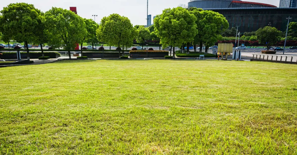 Trawa z rolki – cena za m2